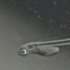 herring larva