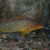 Kelp Greenling