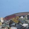 Lamprey