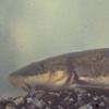 Longnose Sucker, Fairbanks, adult