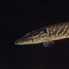 Northern Pike, Fairbanks