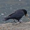Northwestern Crow 2 with Pacific Sand Lance