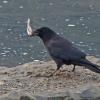 Northwestern Crow with Pacific Sand Lance