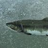 Pink Salmon female 2