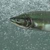 Pink Salmon female