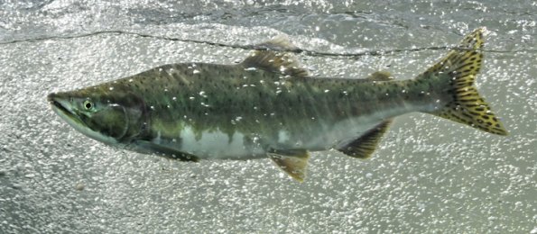 pink-salmon-male-2