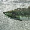 Pink Salmon male 2