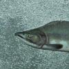 Pink Salmon male