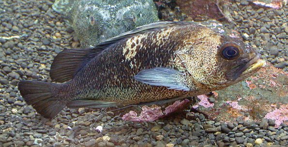 Quillback Rockfish