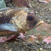 Quillback Rockfish