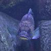 rockfish