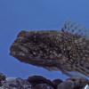 Slimy Sculpin, Fairbanks