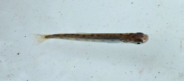 sockeye salmon fry