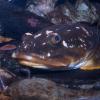 Staghorn Sculpin