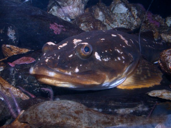 Staghorn Sculpin
