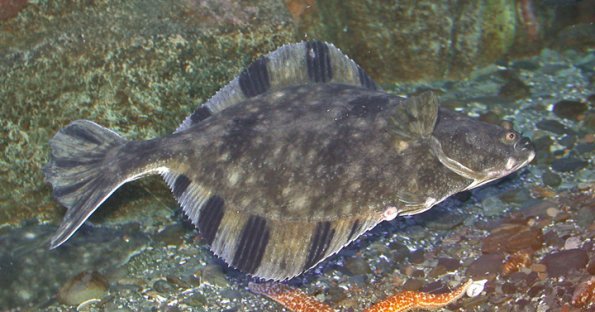 Starry Flounder