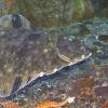 Starry Flounder