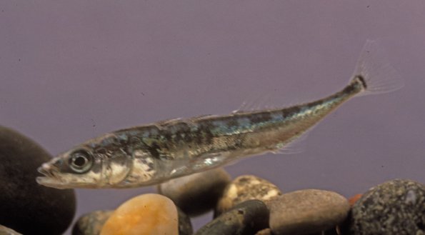 Three-spine Stickleback