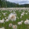 Alaska Cotton