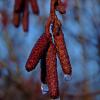 alder catkins