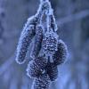 alder cones and catkins with frost