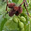 alder cones new and old on July 2