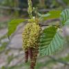 alder male and female flowers
