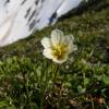 Alp Lily