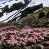 Alpine Azalia