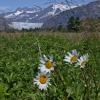 Arctic Daisy, Mendenhall Wetlands, Juneau