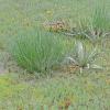 Arrowgrass (left) and Goose-tongue