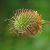 avens seed hooks