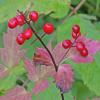 Baneberry, Juneau Alaska