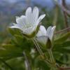 Bering chickweed in the alpine, Juneau