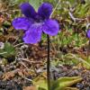 Bladderwort/Bog Violet, insectivorous, alpine, Juneau