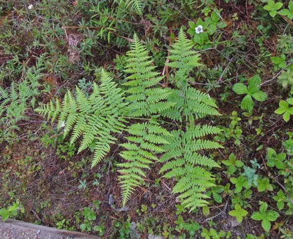 Bracken Fern, Pt. Bridget State Park