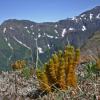 clubmoss in the alpine, Juneau