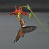 Columbine with Rufous Hummingbird female