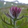 common red paintbrush on Gold Ridge, Juneau