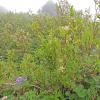 Copper-bush (Cladothamnus pyroliflorus), Sitka