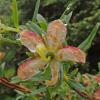 Copper-bush flower, Sitka