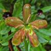 Copperbush, flower, Juneau