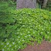 Cornus canadensis (Bunchberry) along Kowee Creek