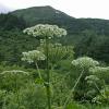 cow parsnip along perserverance trail