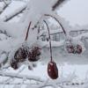 crab apple Jan. 11. 2013, Pt Bridget 