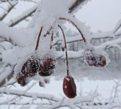crab apple Jan. 11. 2013, Pt Bridget 