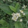 Crab Apple, Pt. Bridget State Park