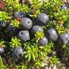 crowberry in the alpine 2, Juneau Alaska