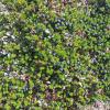 crowberry in the alpine, Juneau Alaska