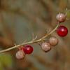 deer berry